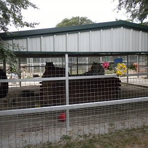 GW Exotic Animal Memorial Park - Tigers