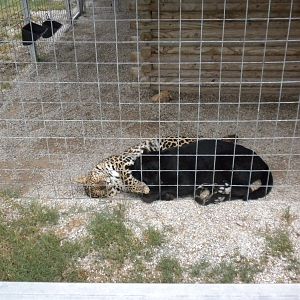 GW Exotic Animal Memorial Park - Spotted and Black Jaguar