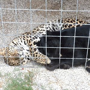 GW Exotic Animal Memorial Park  - Spotted and Black Jaguar