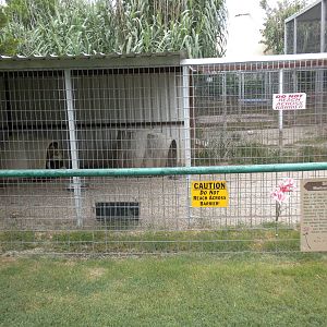 GW Exotic Animal Memorial Park - Mexican Gray Wolf