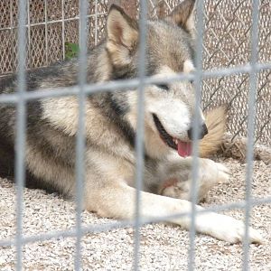 GW Exotic Animal Memorial Park - Mexican Gray Wolf
