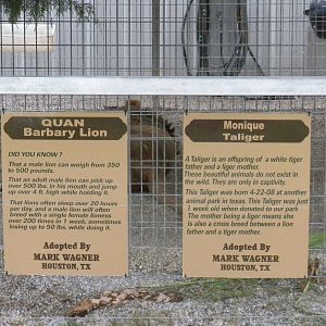GW Exotic Animal Memorial Park - Mised species "Barbary" Lion and
