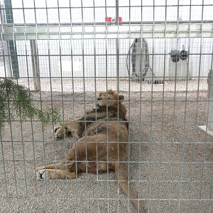 GW Exotic Animal Memorial Park - "Barbary" Lion