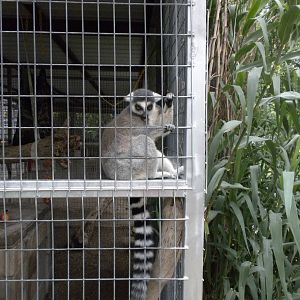 GW Exotic Animal Memorial Park - Ring-Tailed Lemur