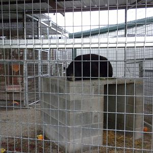 GW Exotic Animal Memorial Park - Black Bear