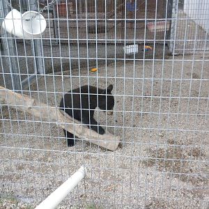 GW Exotic Animal Memorial Park - Black bear