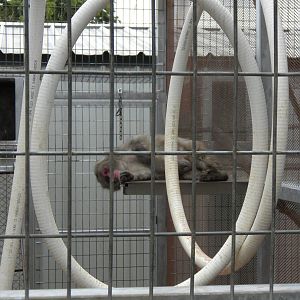 GW Exotic Animal Memorial Park - Japanese Macaque