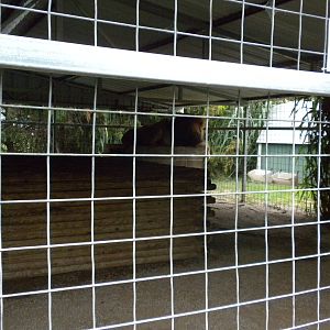 GW Exotic Animal Memorial Park - "Barbary" Lion