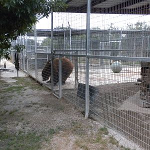 GW Exotic Animal Memorial Park - Siberian Brown Bear
