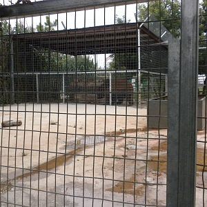 GW Exotic Animal Memorial Park - Siberian Brown bear
