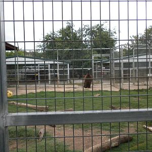GW Exotic Animal Memorial Park - Siberian Brown bear