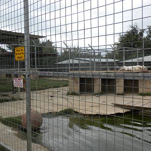 GW Exotic Animal Memorial Park - Generic Tigers