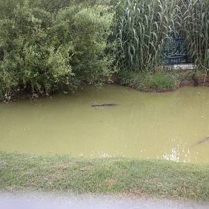 GW Exotic Animal Memorial Park - Michael Jackson's Alligator