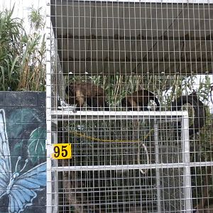 GW Exotic Animal Memorial Park - Capuchin Monkeys