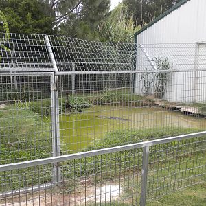 GW Exotic Animal Memorial Park - Alligator