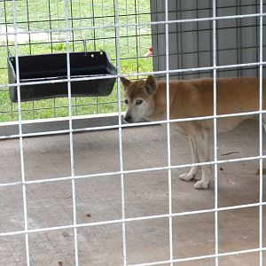GW Exotic Animal Memorial Park - New Guinea Singing Dog