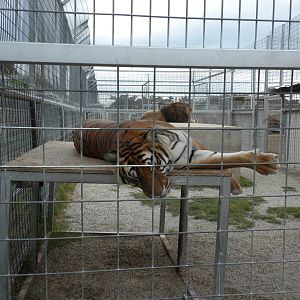 GW Exotic Animal Memorial Park - This is how Ligers happen