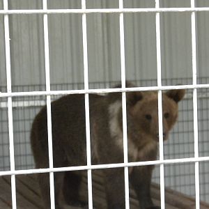 GW Exotic Animal Memorial Park - Brown Bear, but what subspecies