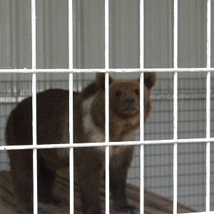 GW Exotic Animal Memorial Park - Brown Bear, but what subspecies