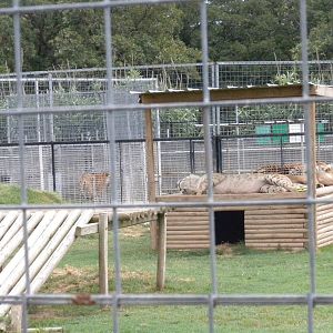 GW Exotic Animal Memorial Park - More ligers in the making