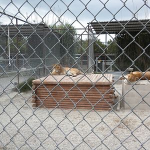 GW Exotic Animal Memorial Park - Ligers