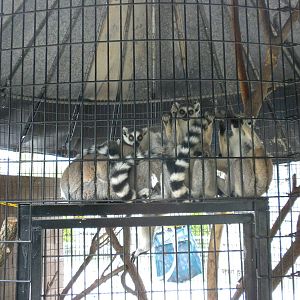 GW Exotic Animal Memorial Park - Ring-Tailed Lemurs