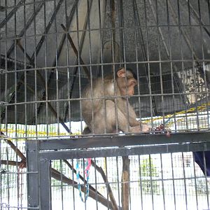 GW Exotic Animal Memorial Park - Macaque