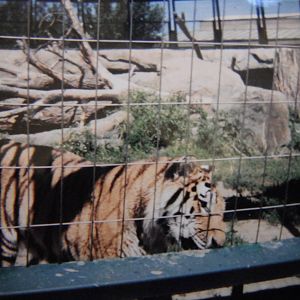 Tiger at the Granby zoo