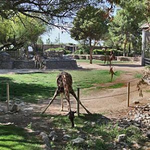 giraffe exhibit