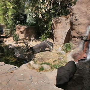 giant anteater exhibit