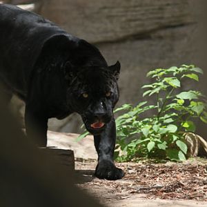 black jaguar on the prowl