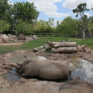 white rhino exhibit