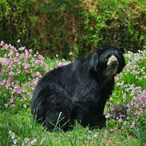 spectacled bear in flowers