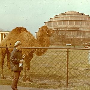 Zoo Wrocław 1977 r