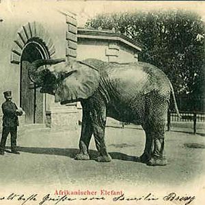 Zoo Wrocław 1920-1925