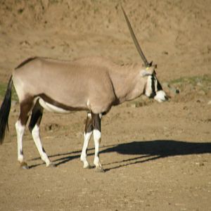 gemsbok