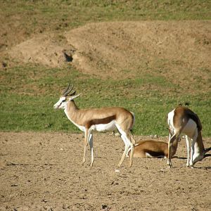 springbok