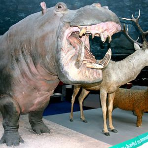 Ungulates; Natural History Museum; 8th May 2011