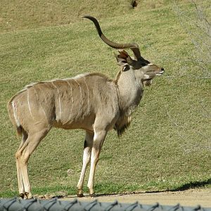 kudu