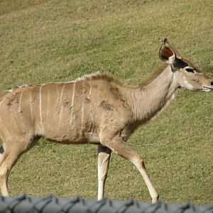 kudu