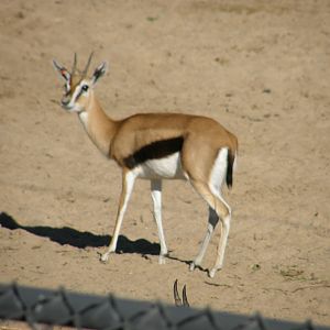 thompsons gazelle