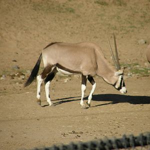 gemsbok