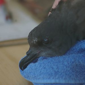 Chatham Island taiko (Pterodroma magentae)