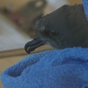 Chatham Island taiko (Pterodroma magentae)
