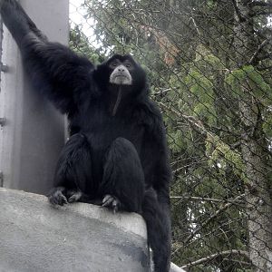 Siamang