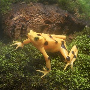 Panamanian Golden Frog