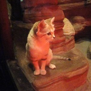 Sand Cat