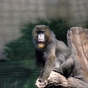 Female Mandrill