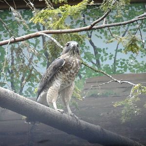 Broad-winged Hawk