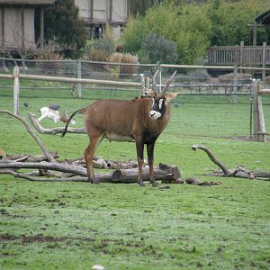 roan antelope male